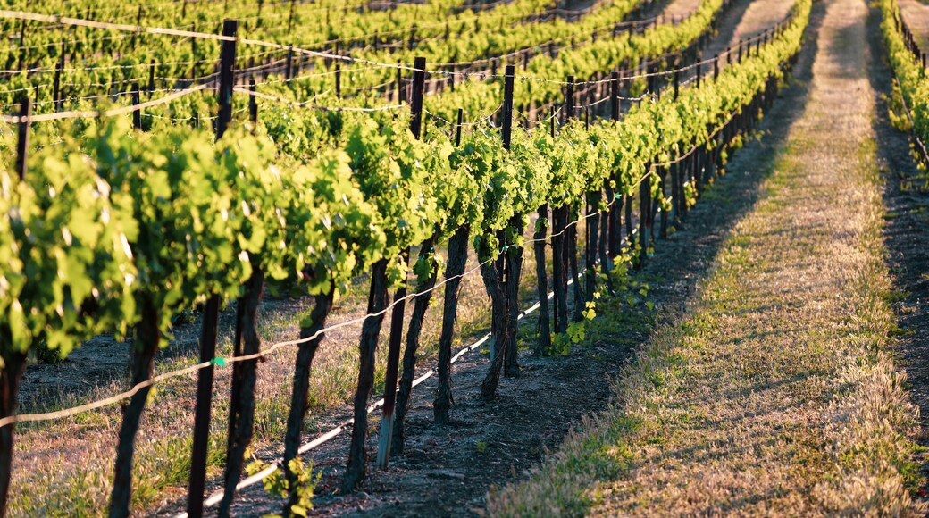 Endless rows of lush green grape vines in the evening light
