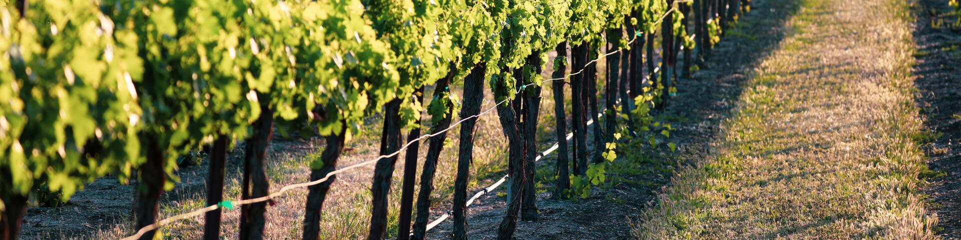 Endless rows of lush green grape vines in the evening light