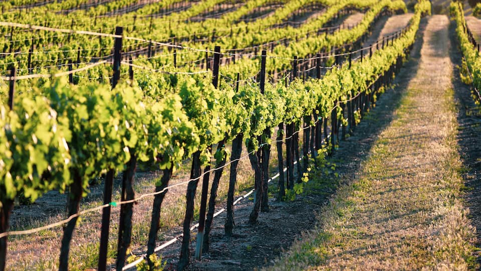 Rows of grapevines in a vineyard.