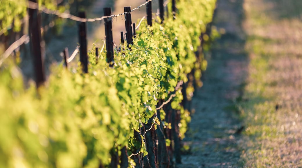 Close up of lush green grape vines in vineyard
