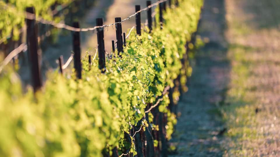 A vineyard with rows of grapevines supported by wooden stakes.