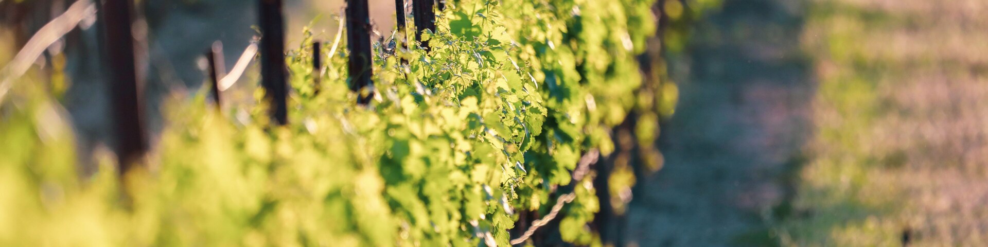Close up of lush green grape vines in vineyard