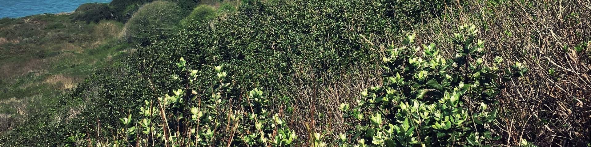The coastline near Patricks Point State Park
A rainstorm had just passed so the trail was muddy. I also passed a few snakes sunbathing on the the trail.
