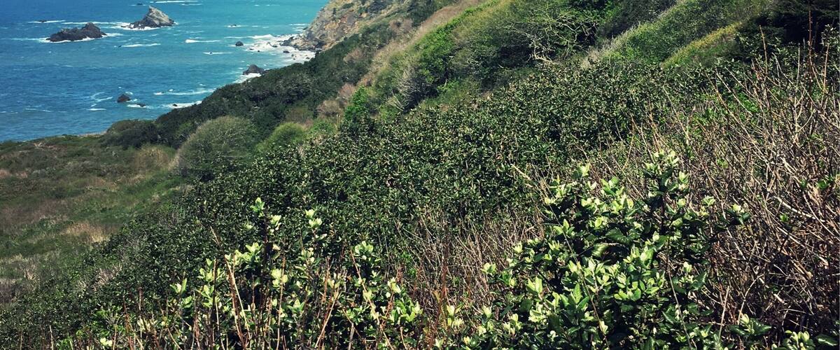 A coastal landscape with a clear blue sky, a rugged coastline with rocky outcrops, and dense green vegetation on a hillside.