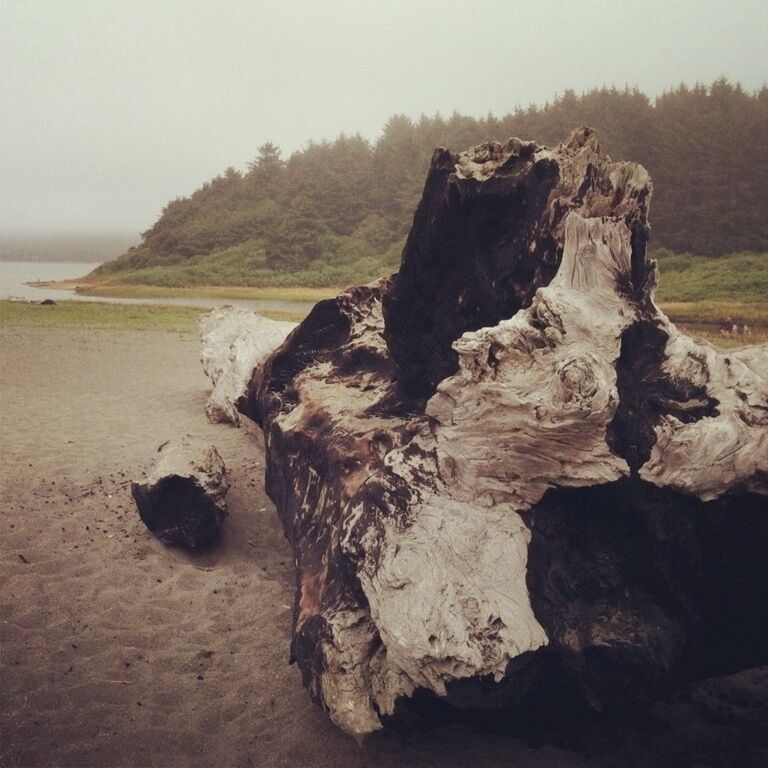 The biggest piece of driftwood ever!!!