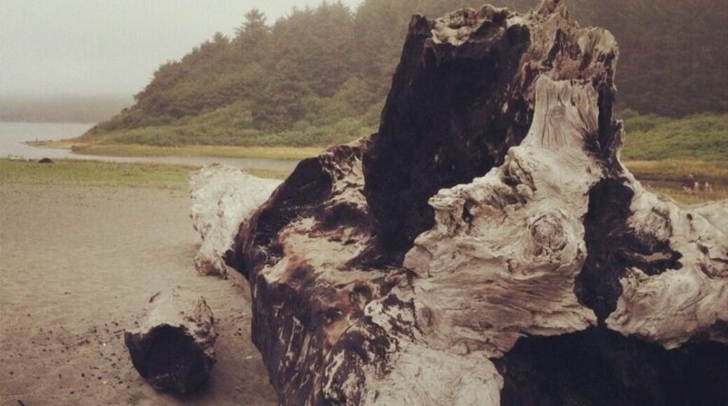 The biggest piece of driftwood ever!!!