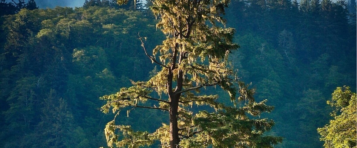 Morning light on Sitka Spruce.  Taken from Ryan’s Cove campground on Stone Lagoon on the Northern California Coast.