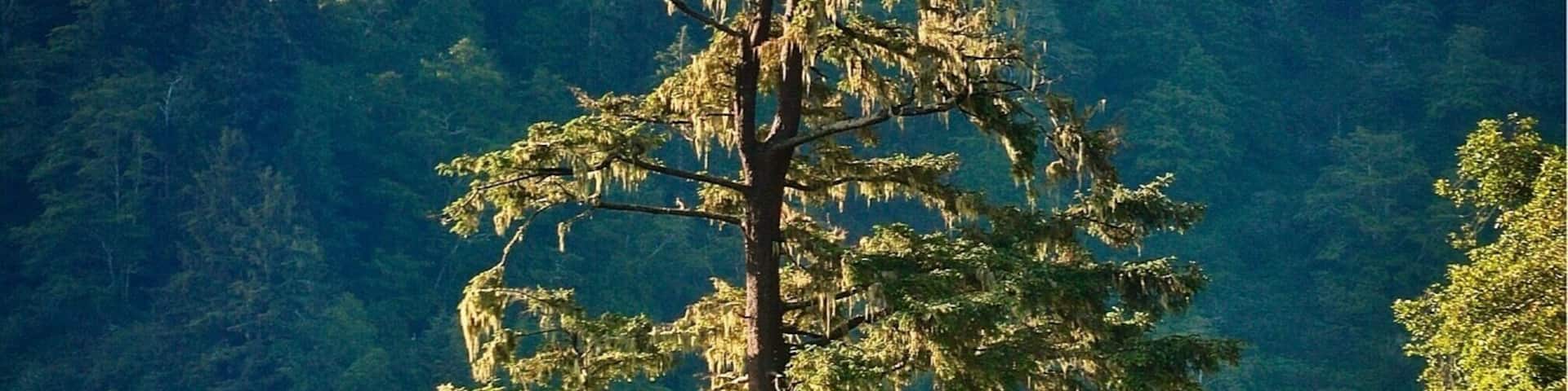 Morning light on Sitka Spruce. Taken from Ryan’s Cove campground on Stone Lagoon on the Northern California Coast.