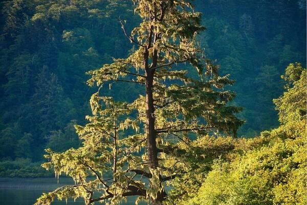 Morning light on Sitka Spruce. Taken from Ryanâs Cove campground on Stone Lagoon on the Northern California Coast.
