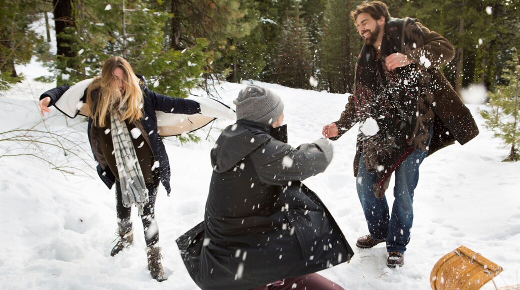 Young woman and mid adult men having snowball fight in winter forest, Twain Harte, California, USA
