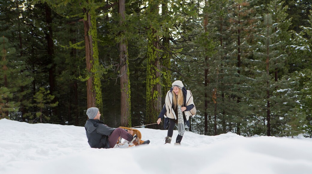 Young woman pulling boyfriend on sledge in winter forest, Twain Harte, California, USA