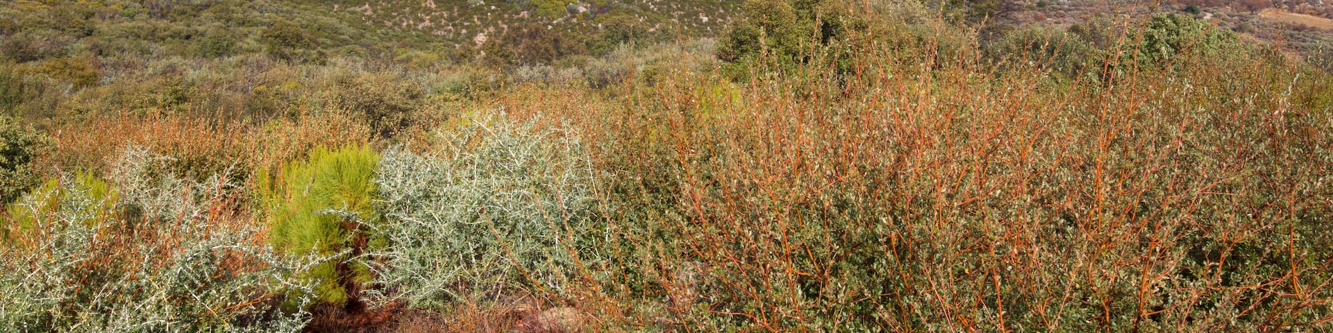 Big valley at Lake Henshaw overlook