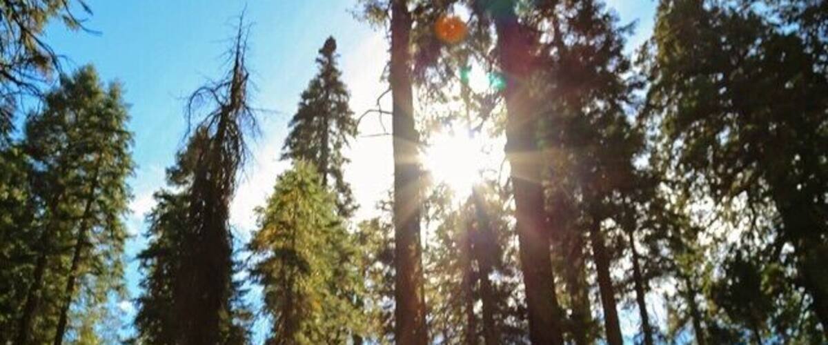 #Hiking through the forest in Yosemite National Park, with sunlight streaming through the tall trees all around. Yosemite has such great patches of untamed wilderness all throughout the park, that almost every trail will guarantee views like this, completely lost in #nature. #California