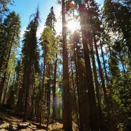 #Hiking through the forest in Yosemite National Park, with sunlight streaming through the tall trees all around. Yosemite has such great patches of untamed wilderness all throughout the park, that almost every trail will guarantee views like this, completely lost in #nature. #California