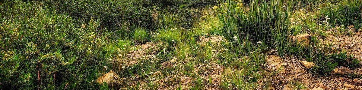 Un paysage montagneux avec des champs verdoyants, des fleurs jaunes et un ciel nuageux.