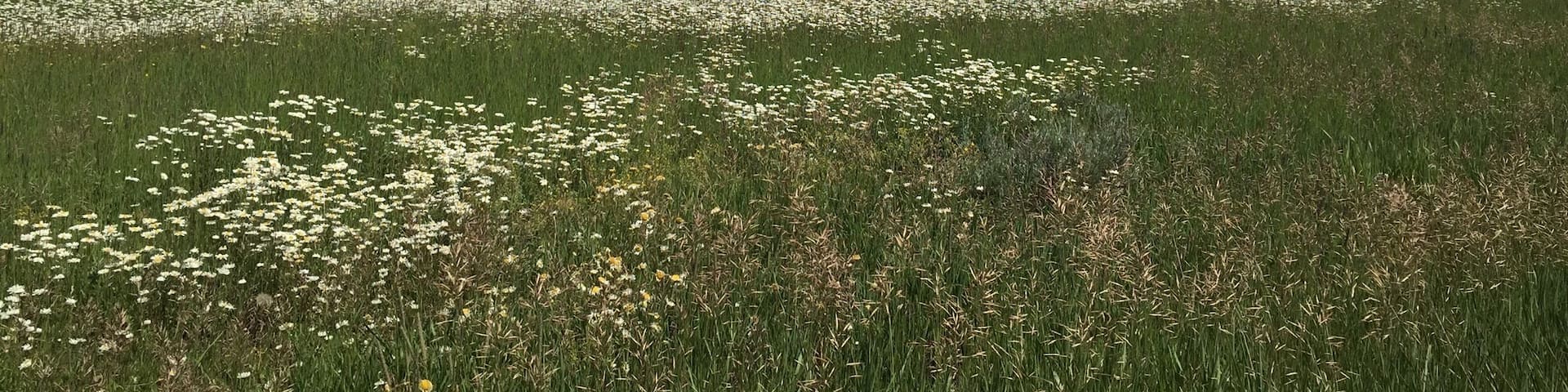Beautiful wild flowers surround the peaceful Steamboat Lake. #waterlust