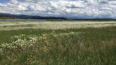 Beautiful wild flowers surround the peaceful Steamboat Lake. #waterlust