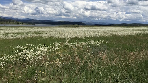 Beautiful wild flowers surround the peaceful Steamboat Lake. #waterlust