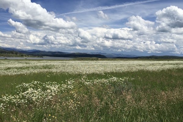 Beautiful wild flowers surround the peaceful Steamboat Lake. #waterlust