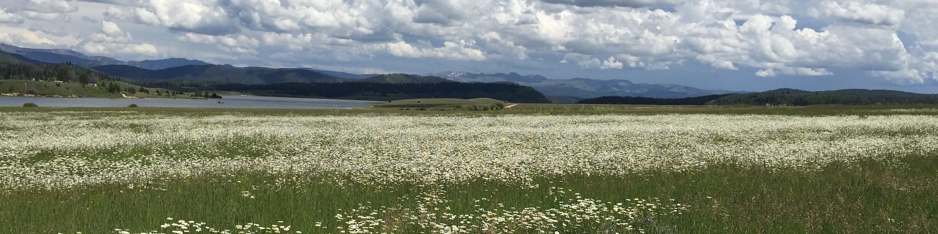 Beautiful wild flowers surround the peaceful Steamboat Lake. #waterlust