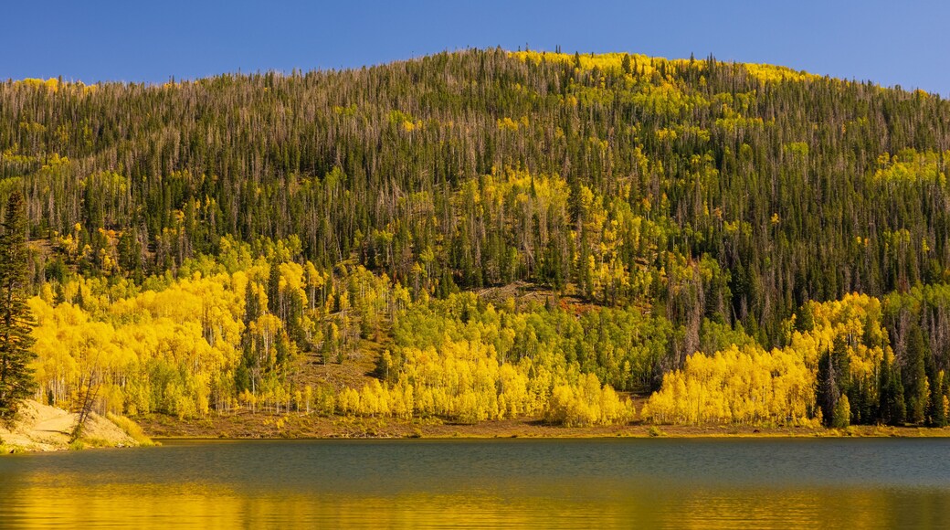 Colorado Fall Foliage