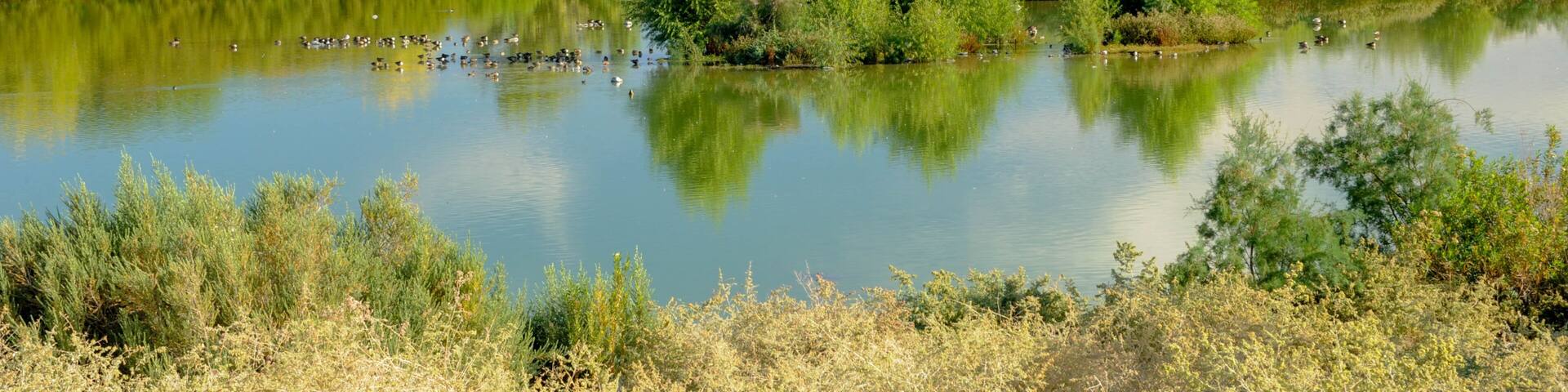 Henderson Bird Viewing Preserve, Henderson, Nevada
