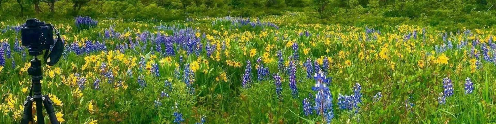 We have had a huge snow year down in the southern Rockies. The high country is buried in snow. But at the mid elevations in the Hesperus area near Durango Colorado the effects of the increased moisture can be seen quite clearly. The lupines and mules ears are blooming amazing at the moment.