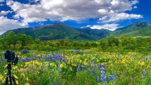 We have had a huge snow year down in the southern Rockies. The high country is buried in snow. But at the mid elevations in the Hesperus area near Durango Colorado the effects of the increased moisture can be seen quite clearly. The lupines and mules ears are blooming amazing at the moment.