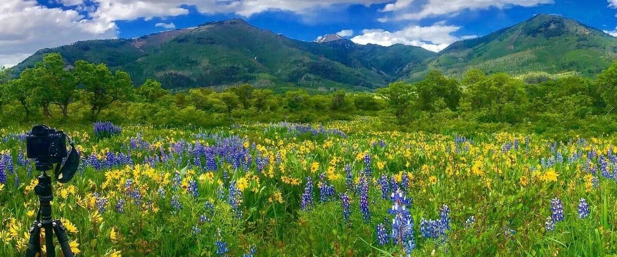 A field of wildflowers with mountains in the background.