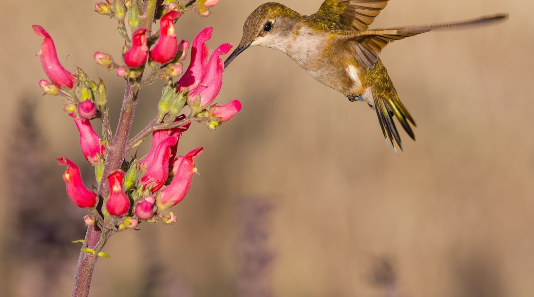 Een kolibrie die zich voedt met roze bloemen.