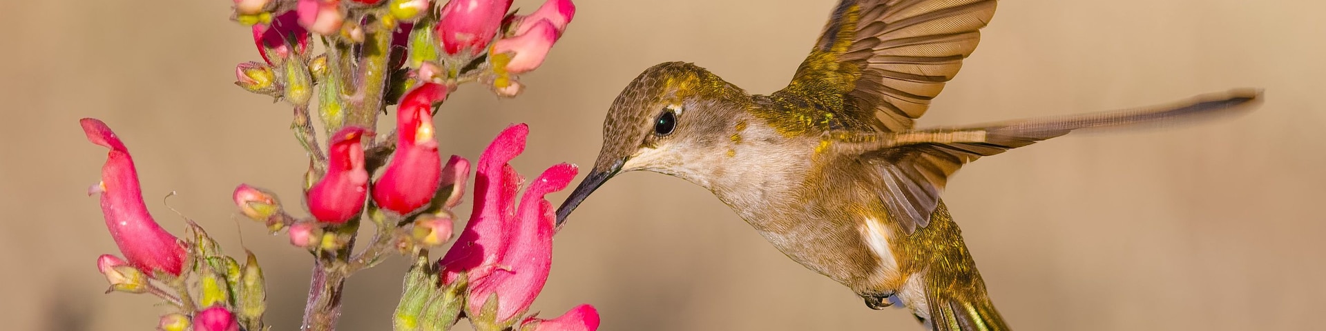 Un colibrí alimentándose de flores rosadas.