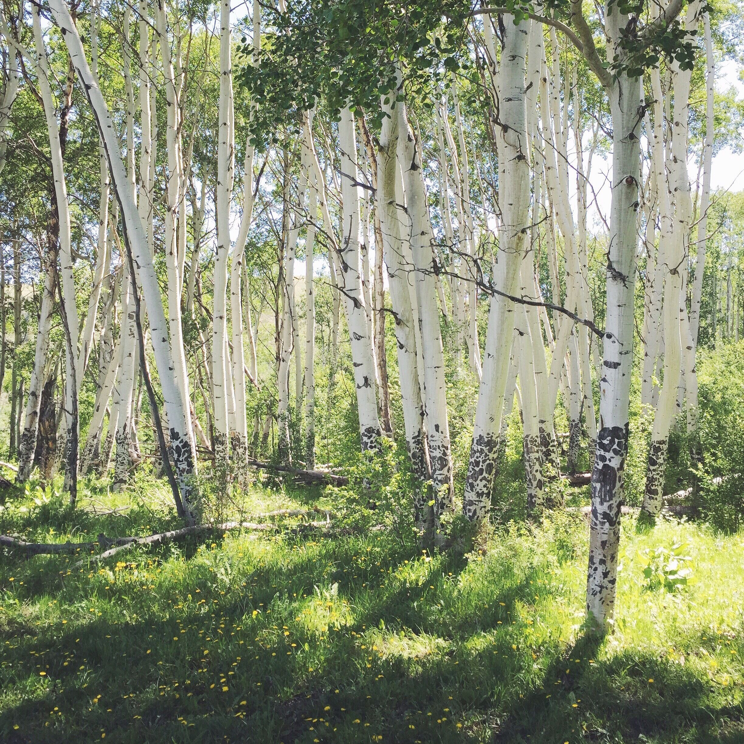 Gorgeous aspens I saw on the horseback ride! #colorado