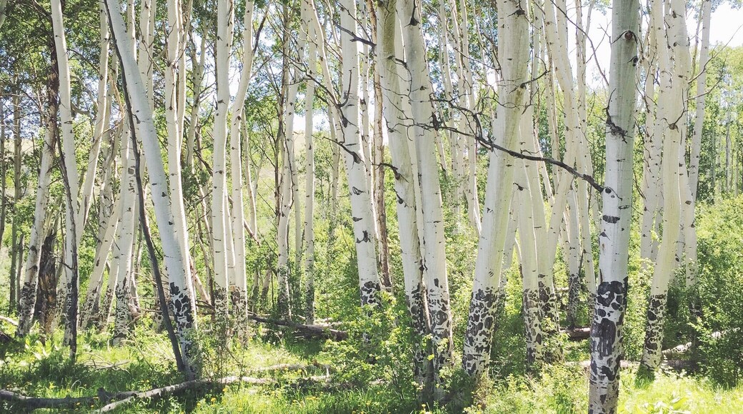 Gorgeous aspens I saw on the horseback ride! #colorado