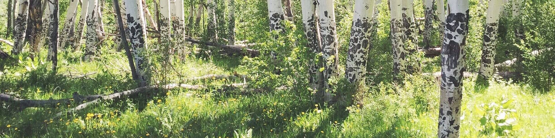 A forest of birch trees with white bark and black spots, surrounded by green grass and yellow flowers.