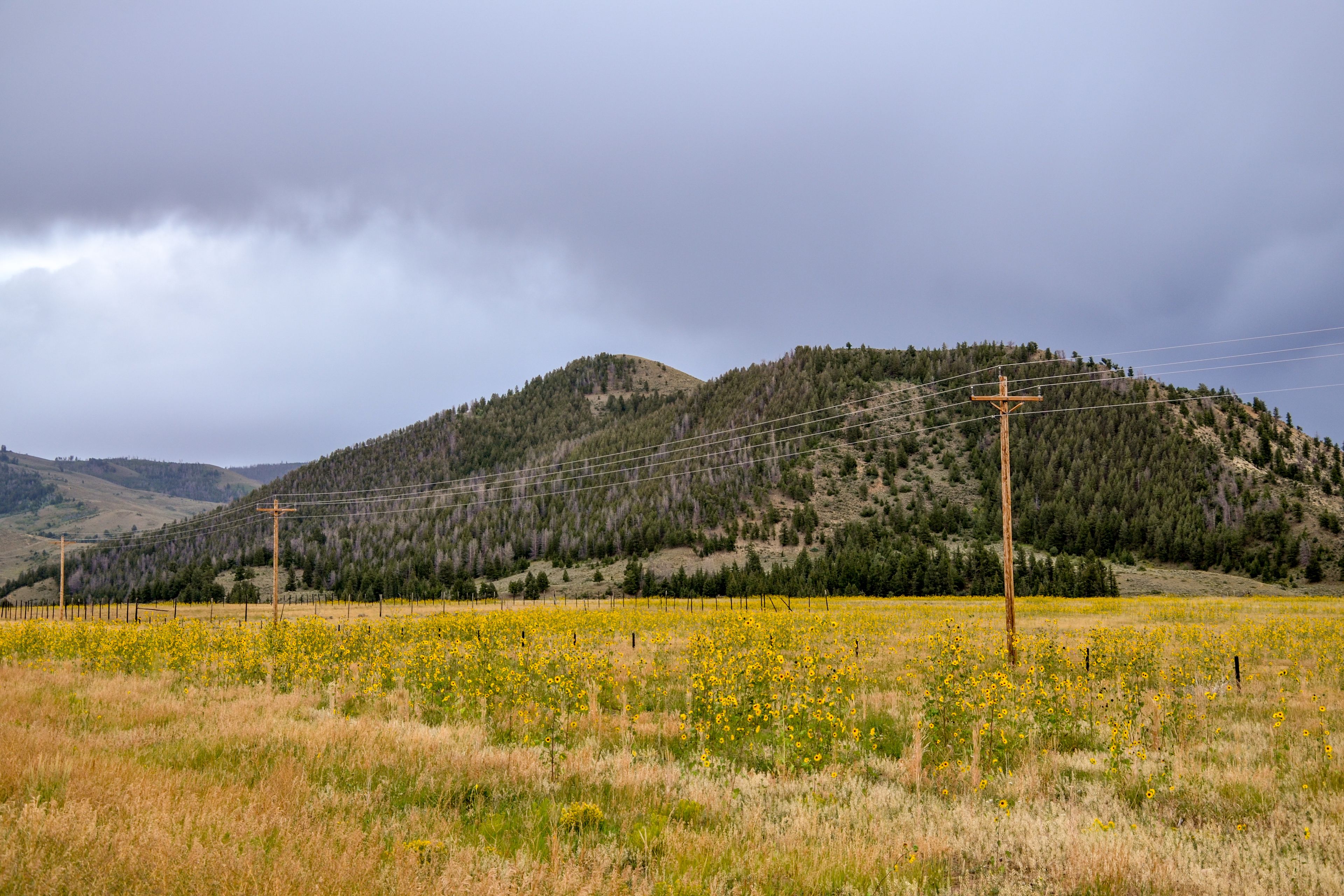 field of yellow wild sunflowers on the  plain near Colorado river
Parshall, Grand County, Colorado, USA
