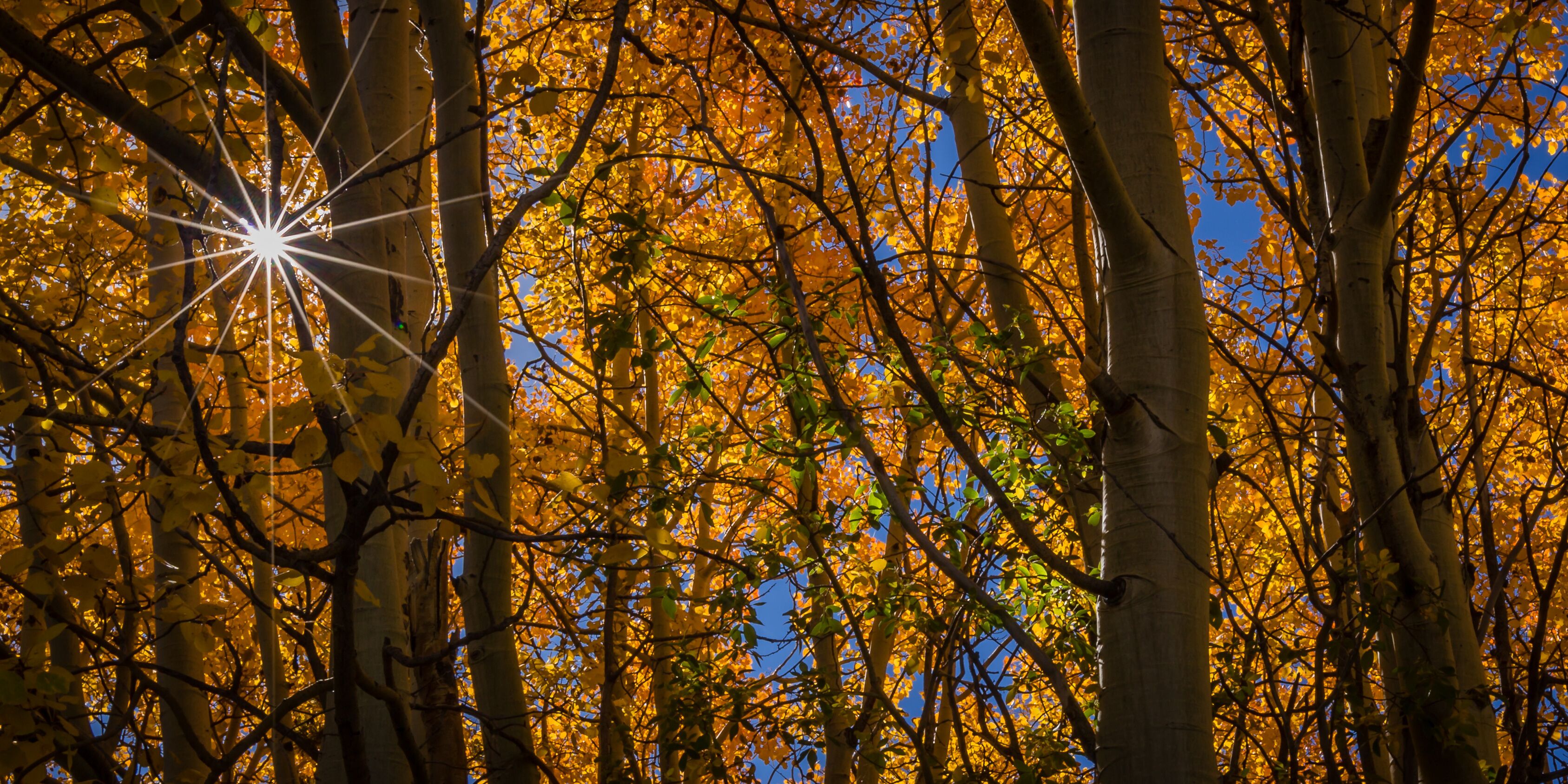 "Autumn Star"  Fall colors near Red Feather Lakes in northern Colorado. A crisp September day reveals the yellows and oranges of the aspen leaves.