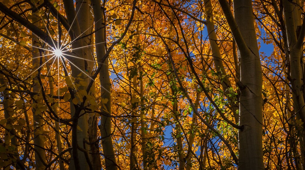 "Autumn Star" Fall colors near Red Feather Lakes in northern Colorado. A crisp September day reveals the yellows and oranges of the aspen leaves.
