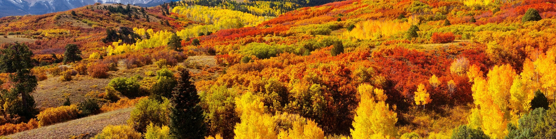Dallas Divide Panorama near Ridgway, Colorado