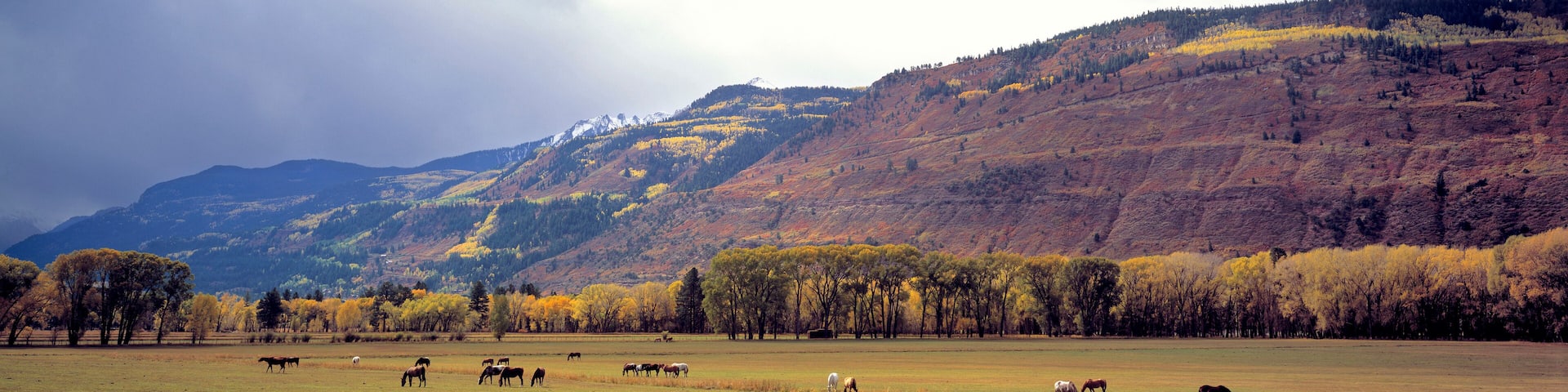 USA, Colorado, Ridgway. Horses graze near Ridgway in the San Juan Mountains in Colorado.