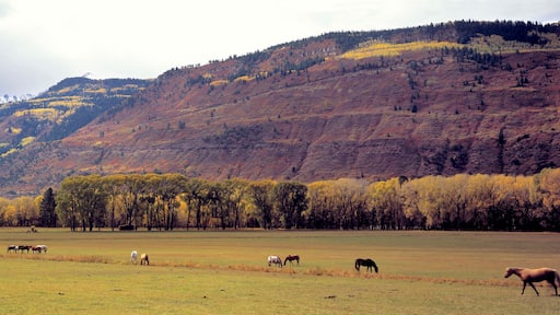 USA, Colorado, Ridgway. Horses graze near Ridgway in the San Juan Mountains in Colorado.