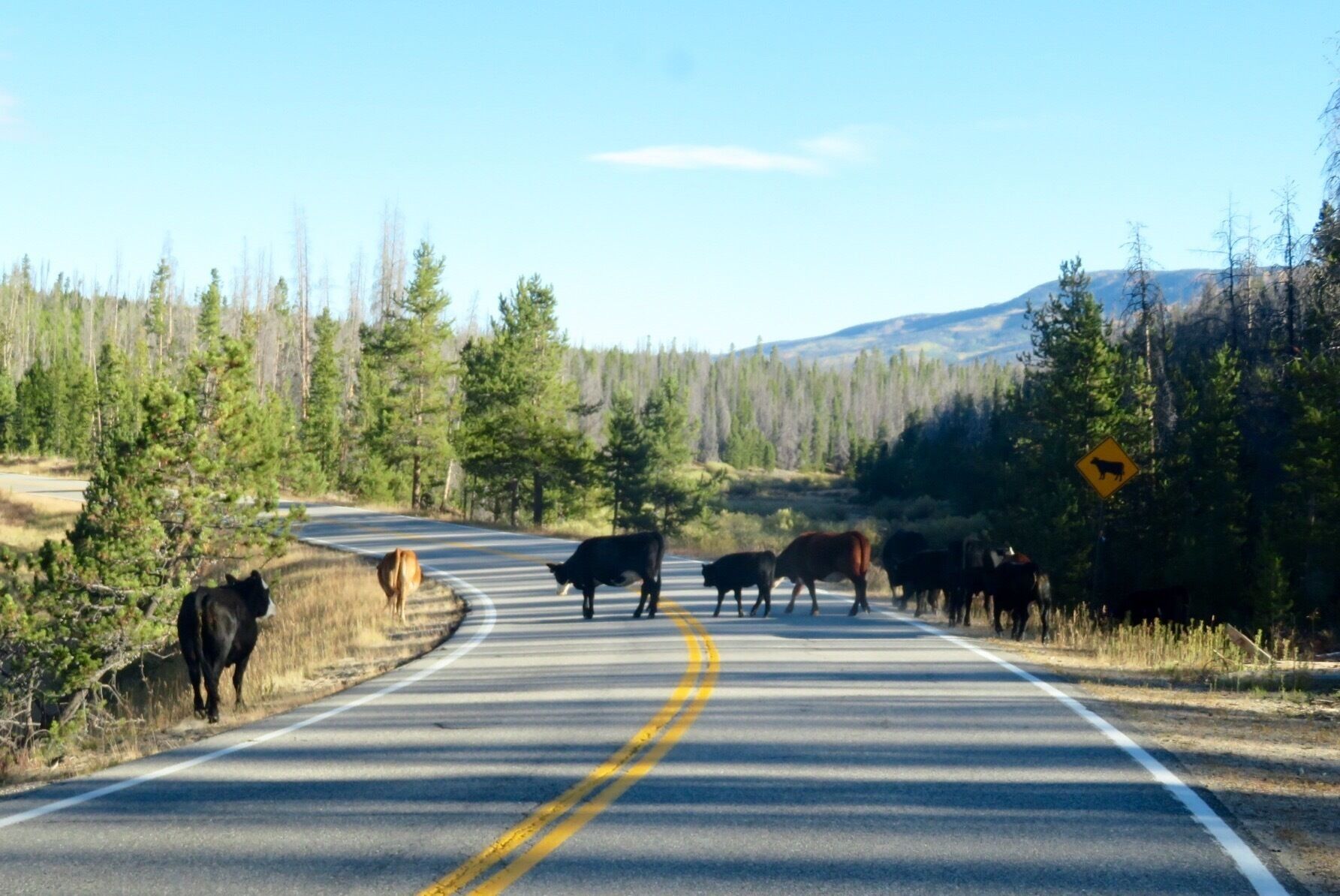 Funny how the cows crossed the street where the cows crossing sign was posted!! 