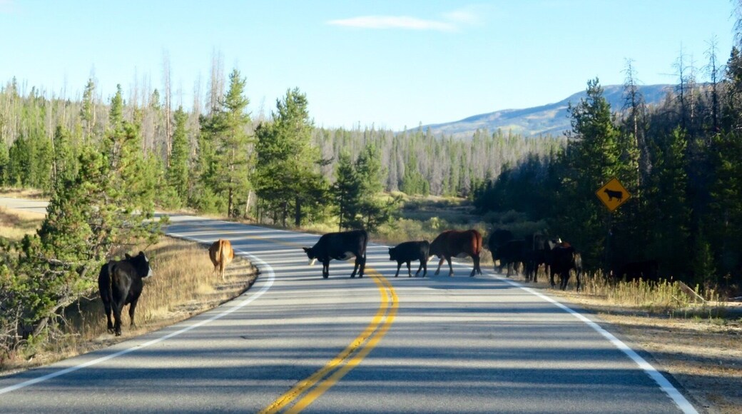 Funny how the cows crossed the street where the cows crossing sign was posted!!