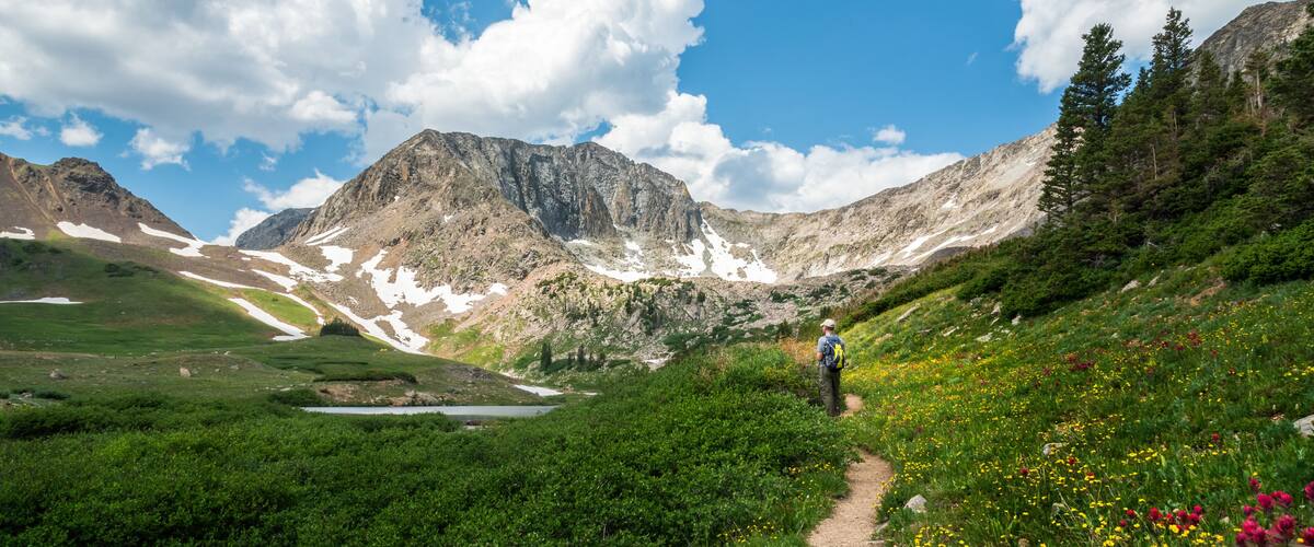 Wildflowers blooming along the trail while hiking the American Lakes Trail near Walden, Colorado