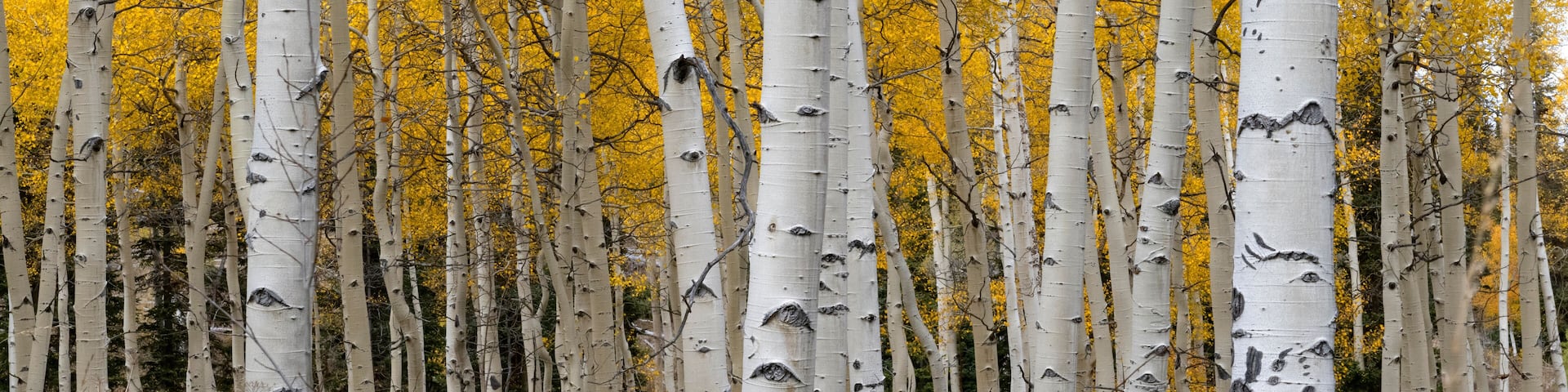 Aspen Forests in Autumn, High Colorado Rockies