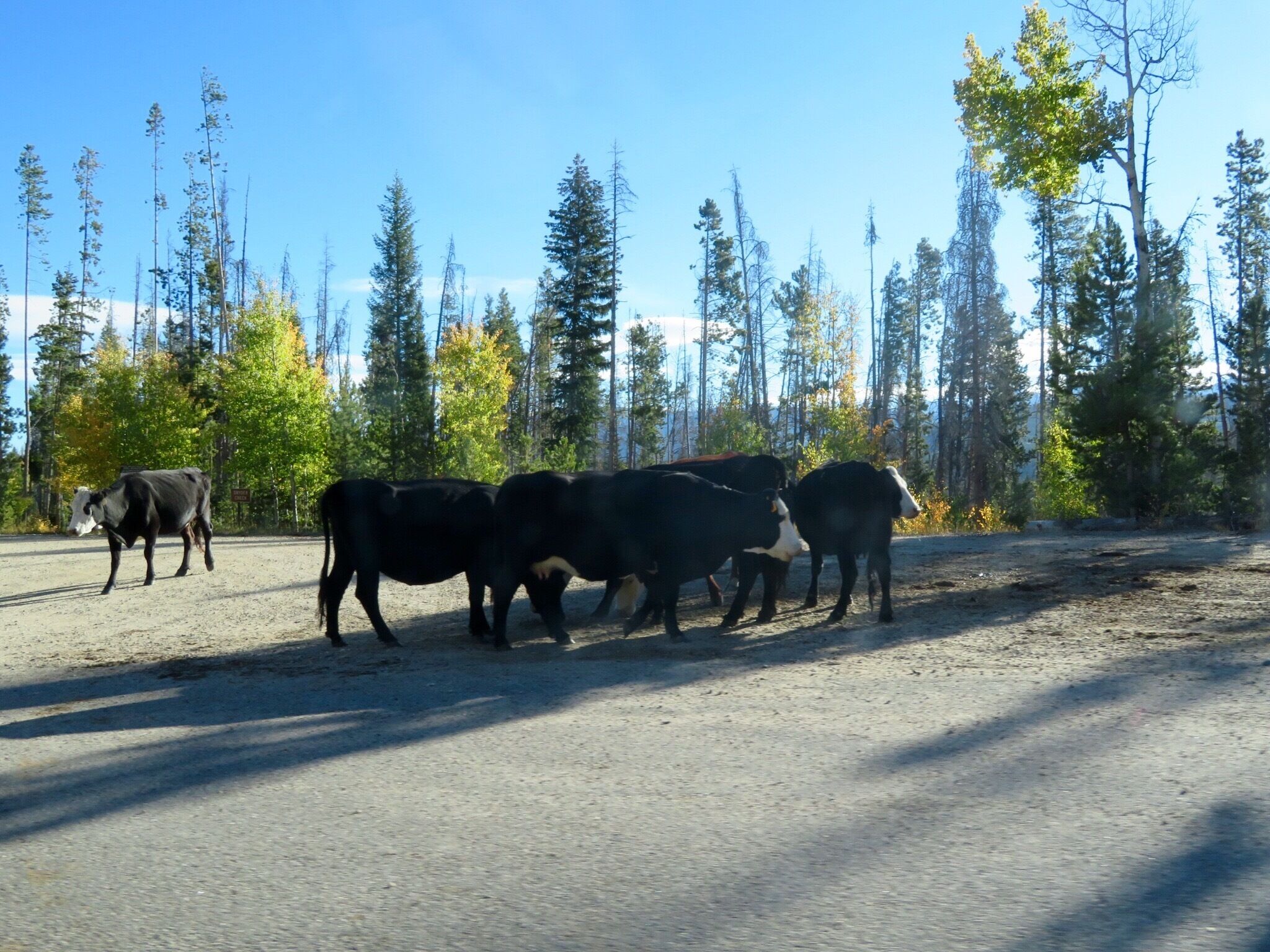 More cows chilling on side of the road hehe 