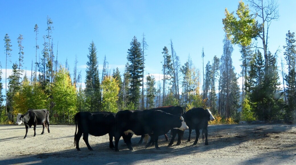 More cows chilling on side of the road hehe