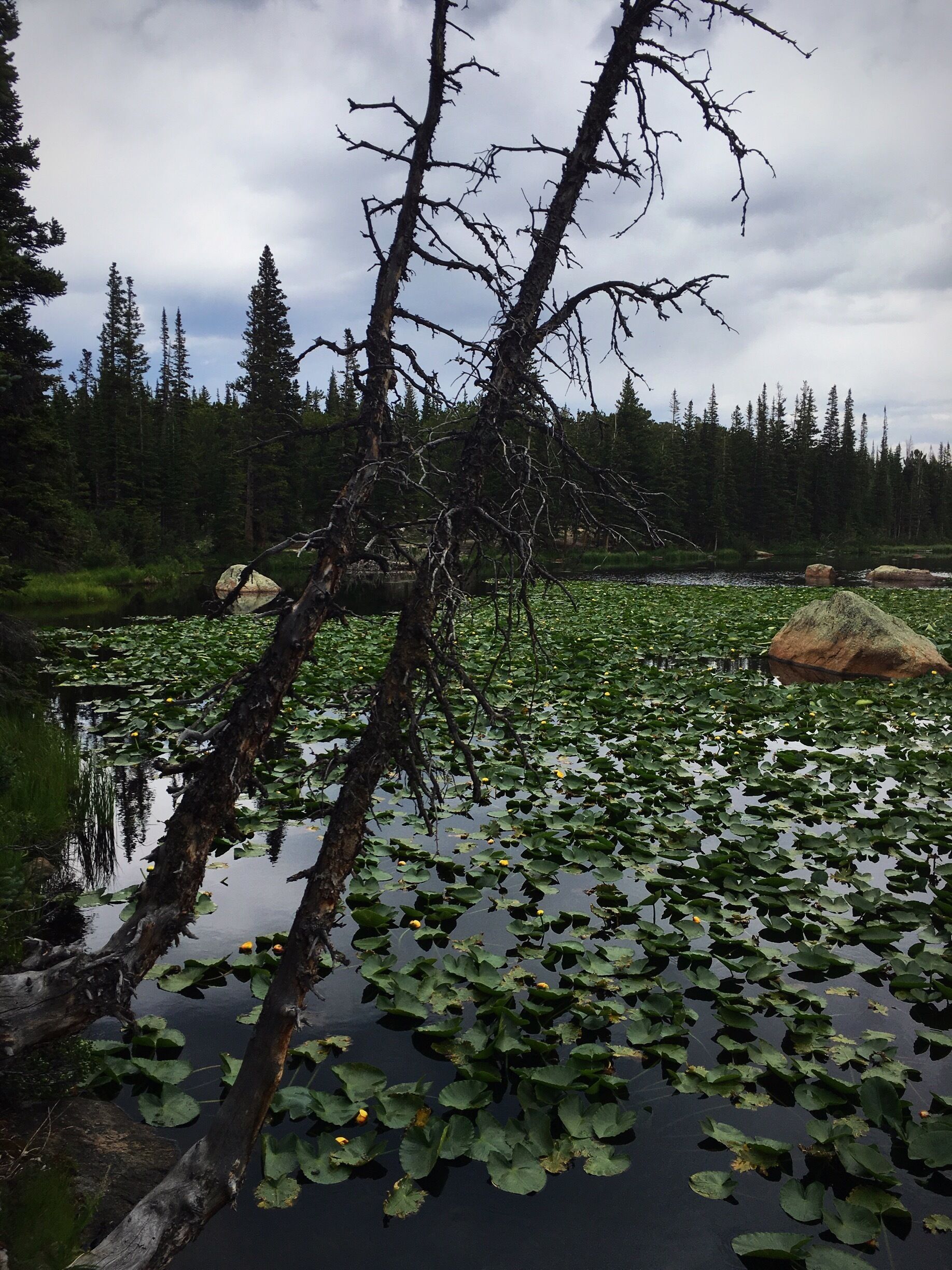 Popular spot to see moose,even though we didn't see any today they are seen frequently grazing on the lily pads in the lake
