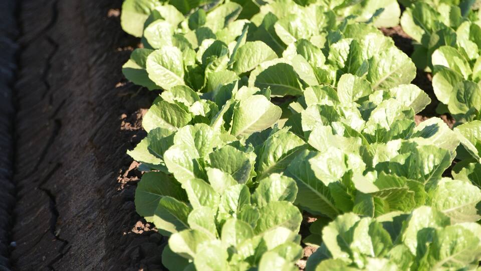 Rows of leafy green plants in a garden bed.