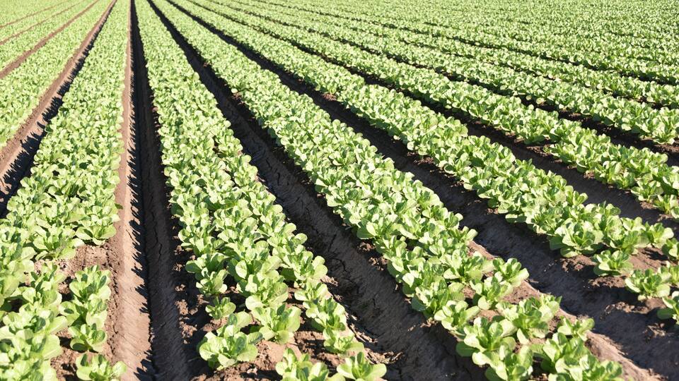 Rows of green crops in a field.