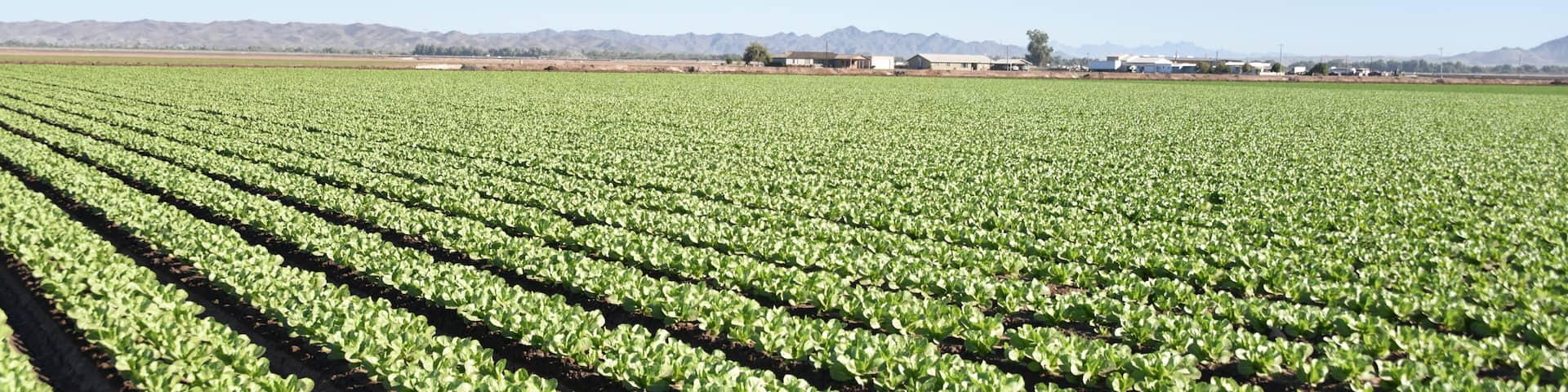 Yuma, AZ. U.S.A. 11/2024. At the convergence of Arizona, California, Mexico and the Colorado River is Yuma, Arizona, the Winter Lettuce capital of North America.